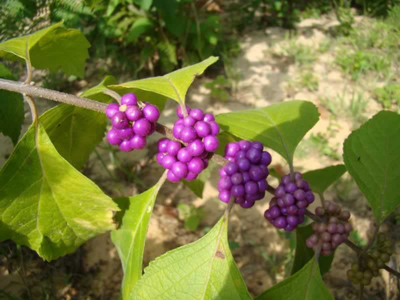 A prolific grower in the East Texas forests ... Beautyberry